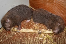 Nuôi loài đặc sản thịt ngon "nhức nách", ăn đồ rẻ mà đẻ tiền triệu