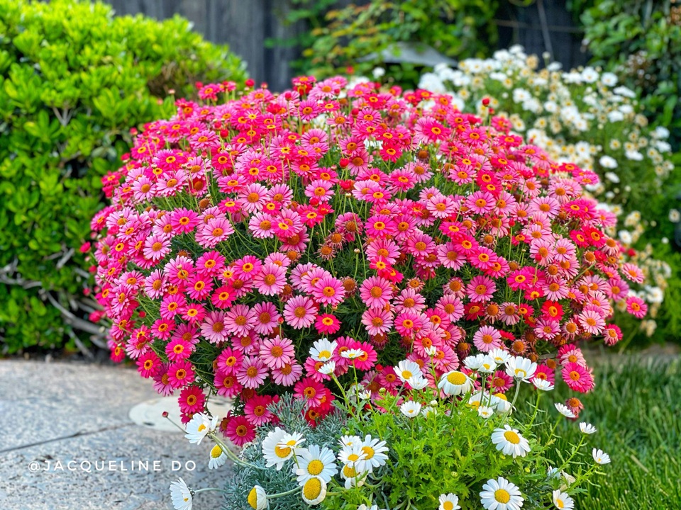 Ngắm vườn ngàn gốc hoa khoe sắc quanh năm của mẹ Việt ở Mỹ - 13