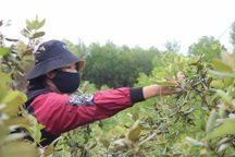 Hà Tĩnh: Người dân đổ xô đi hái sim, bỏ túi vài trăm nghìn đồng/ngày