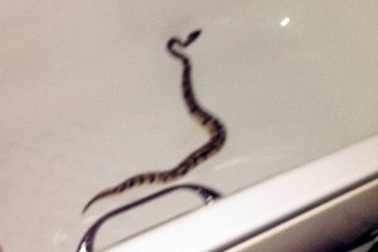 Tá hỏa phát hiện trăn trong bồn tắm