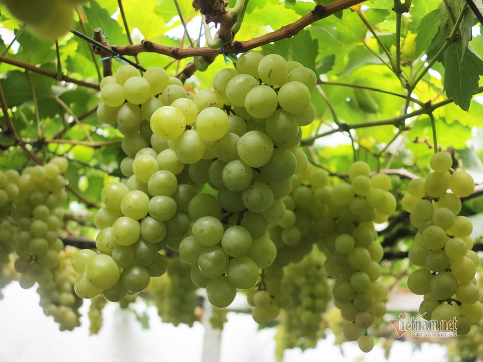 Từ gốc nho bạn tặng, nông dân Sài Gòn thu 500 triệu đồng/năm - 6