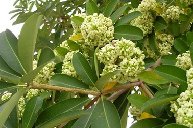 Ngọt ngào hương hoa sữa