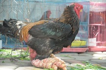 Đại gia không tiếc tiền “săn” đặc sản Tết