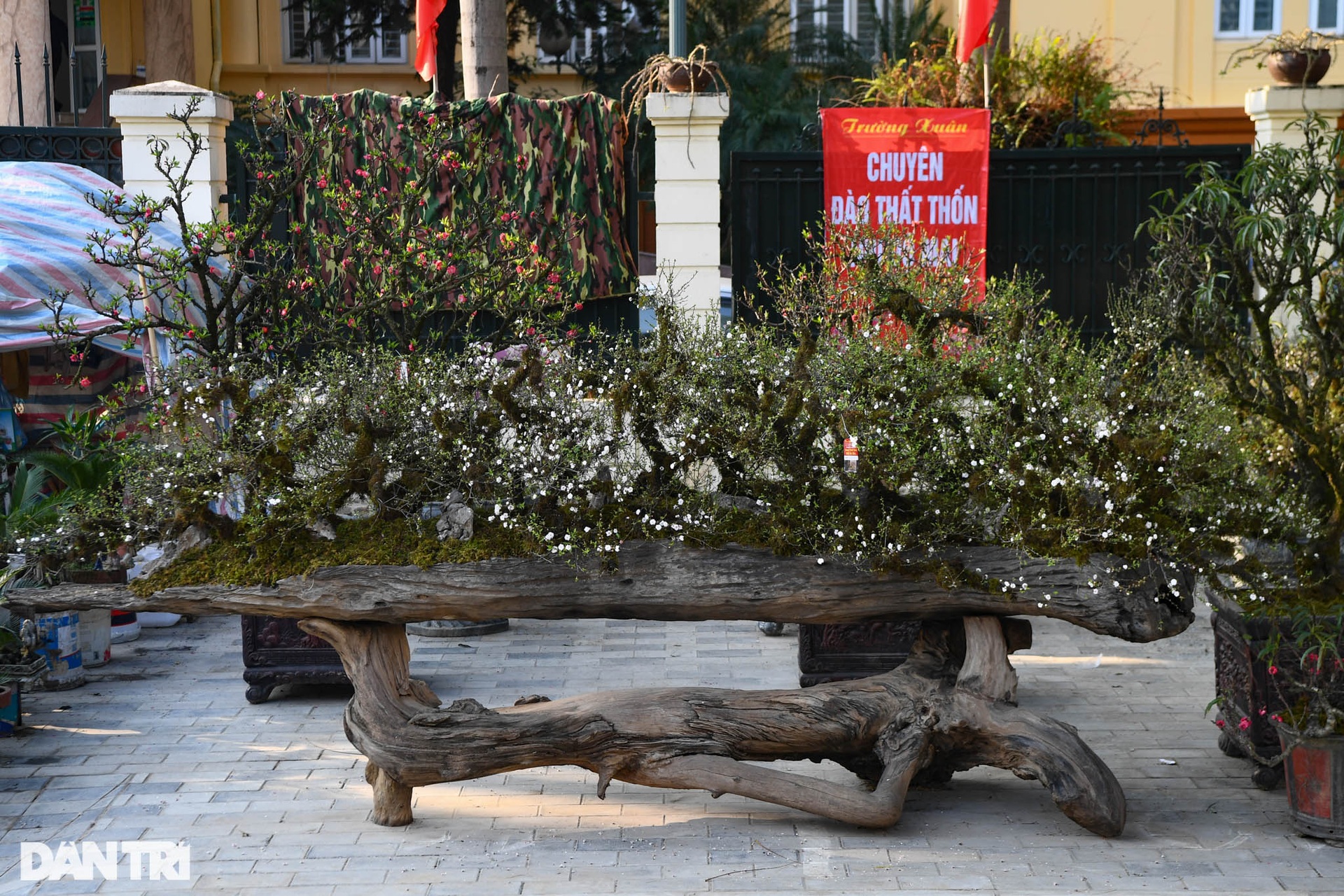 Nhất chi mai 300 triệu đồng bày bán vỉa hè chờ thượng đế rước về chơi Tết - 1