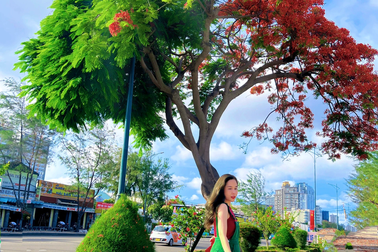 Giới trẻ đổ xô check-in với cây phượng "thân ở Vũng Tàu, hồn ở Hải Phòng"