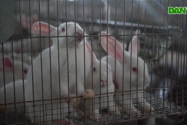 Nuôi thỏ xuất Nhật kiếm nửa tỷ đồng mỗi năm ở Lạng Sơn