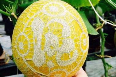 Tận mắt dưa lưới khắc chữ thư pháp “siêu độc” của 9x Đồng Tháp