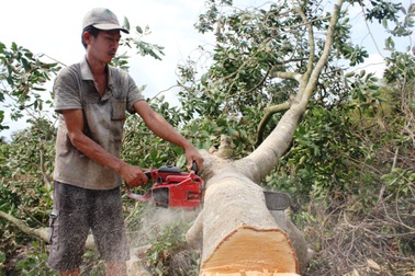 Nông dân ngậm ngùi chặt bỏ vườn cây trăm triệu