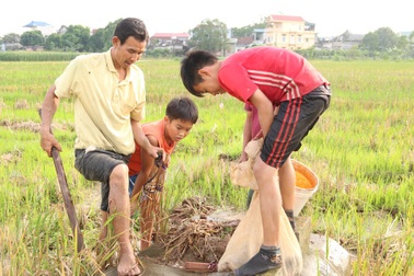 Săn chuột đồng kiếm tiền triệu mỗi ngày ở ngoại thành Hà Nội