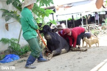 Vụ 470 bò sữa chết sau tiêm vắc xin: Lên phương án bồi thường