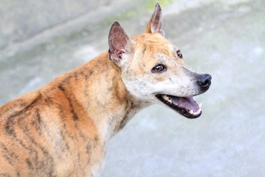 "Khuyển vương" 300 triệu đồng, thương vụ chó Phú Quốc đắt nhất Việt Nam