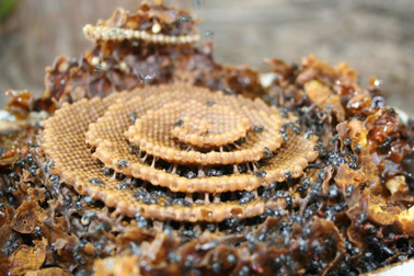 Ong xây tổ theo cấu trúc tinh thể?