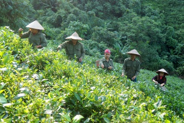 Hành trình bỏ phố về rừng, trồng chè sạch của những người trẻ