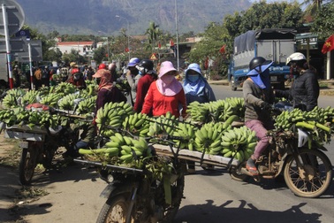 Vựa chuối lớn nhất Quảng Trị nhộn nhịp những ngày giáp Tết