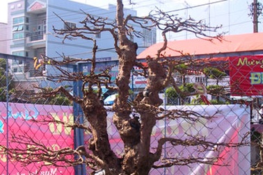 Cây mai vàng đại thụ vô giá 