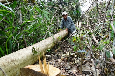 Bộ Nông nghiệp kiến nghị Thủ tướng tạm dừng dự án nuôi bò ở Phú Yên