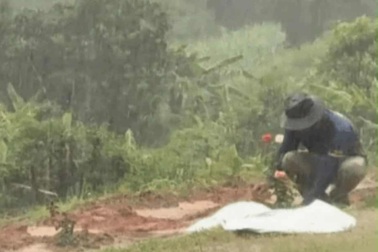 Người đàn ông trồng 1.000 cây hoa hồng, cả chục gốc phượng tặng vợ quá cố