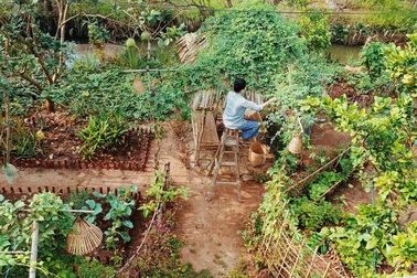 Cô gái "bỏ phố về quê" làm khu vườn 500m2 tràn ngập rau trái ở Bến Tre