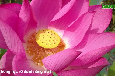 Đồng sen Quảng Nam vào mùa khoe sắc