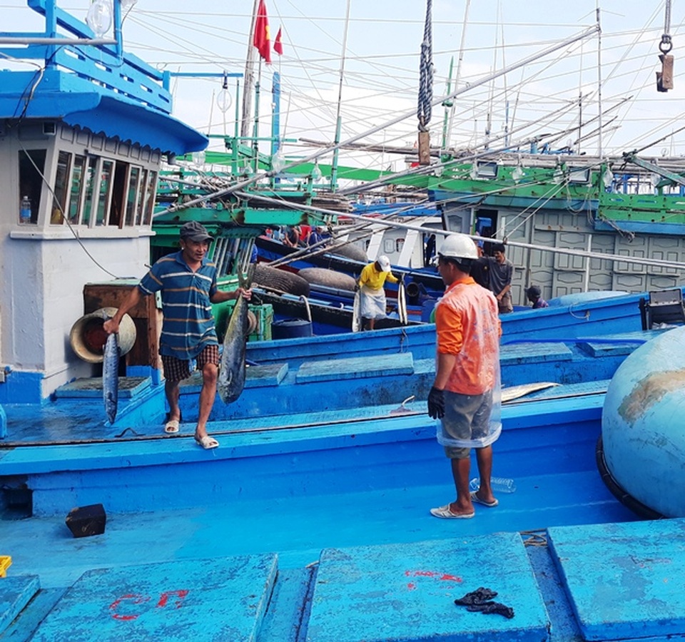 Giá cá ngừ đại dương thấp, ngư dân đánh bắt xuyên Tết thất thu - 2 Giá cá ngừ đại dương thấp, ngư dân đánh bắt xuyên Tết thất thu - 2