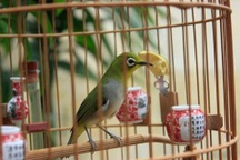 Ba gã đàn ông mang kim tiêm đi cướp... chim vành khuyên