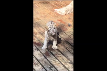 Bật cười trước tiếng gầm của hổ con