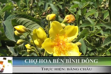 Sài Gòn cuối tuần... Dạo chợ hoa xuân