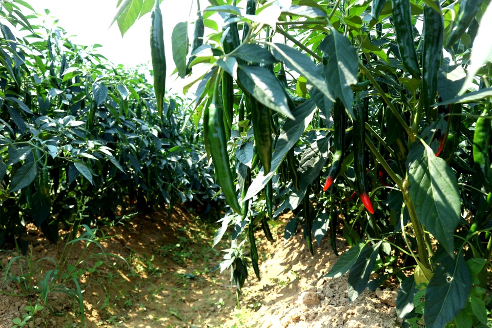 Nông dân đứng ngồi không yên vì ớt xuất khẩu rớt giá, đầu ra bấp bênh - 2 Nông dân đứng ngồi không yên vì ớt xuất khẩu rớt giá, đầu ra bấp bênh - 2