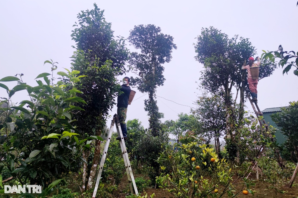 Bất ngờ thành tỷ phú nhờ liều lĩnh mang chè Bắc vào Tây Nguyên trồng thử - 5 Bất ngờ thành tỷ phú nhờ liều lĩnh mang chè Bắc vào Tây Nguyên trồng thử - 5