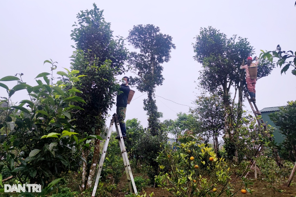 Bất ngờ thành tỷ phú nhờ liều lĩnh mang chè Bắc vào Tây Nguyên trồng thử - 5