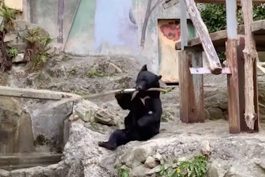 Video: Gấu "võ sư" múa gậy chuyên nghiệp không thua kém người