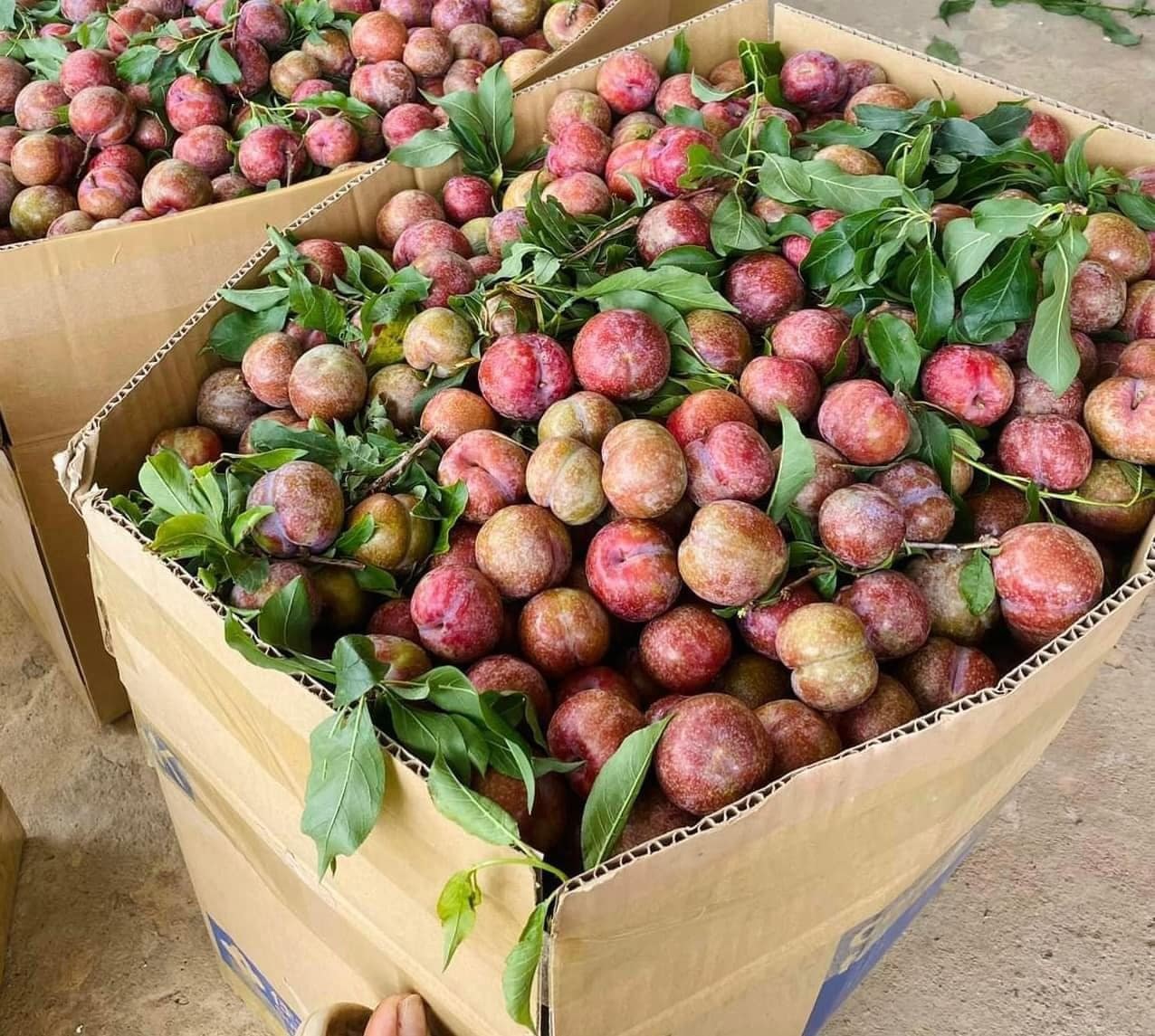 mận 8.jpg mận 8.jpg