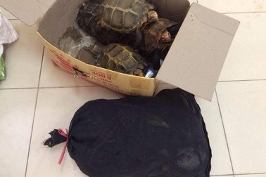 Bắt một phụ nữ đưa động vật quý hiếm đi "bỏ mối"