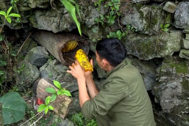 Độc đáo cách người Mông thuần hóa ong rừng lấy mật ở Hà Giang