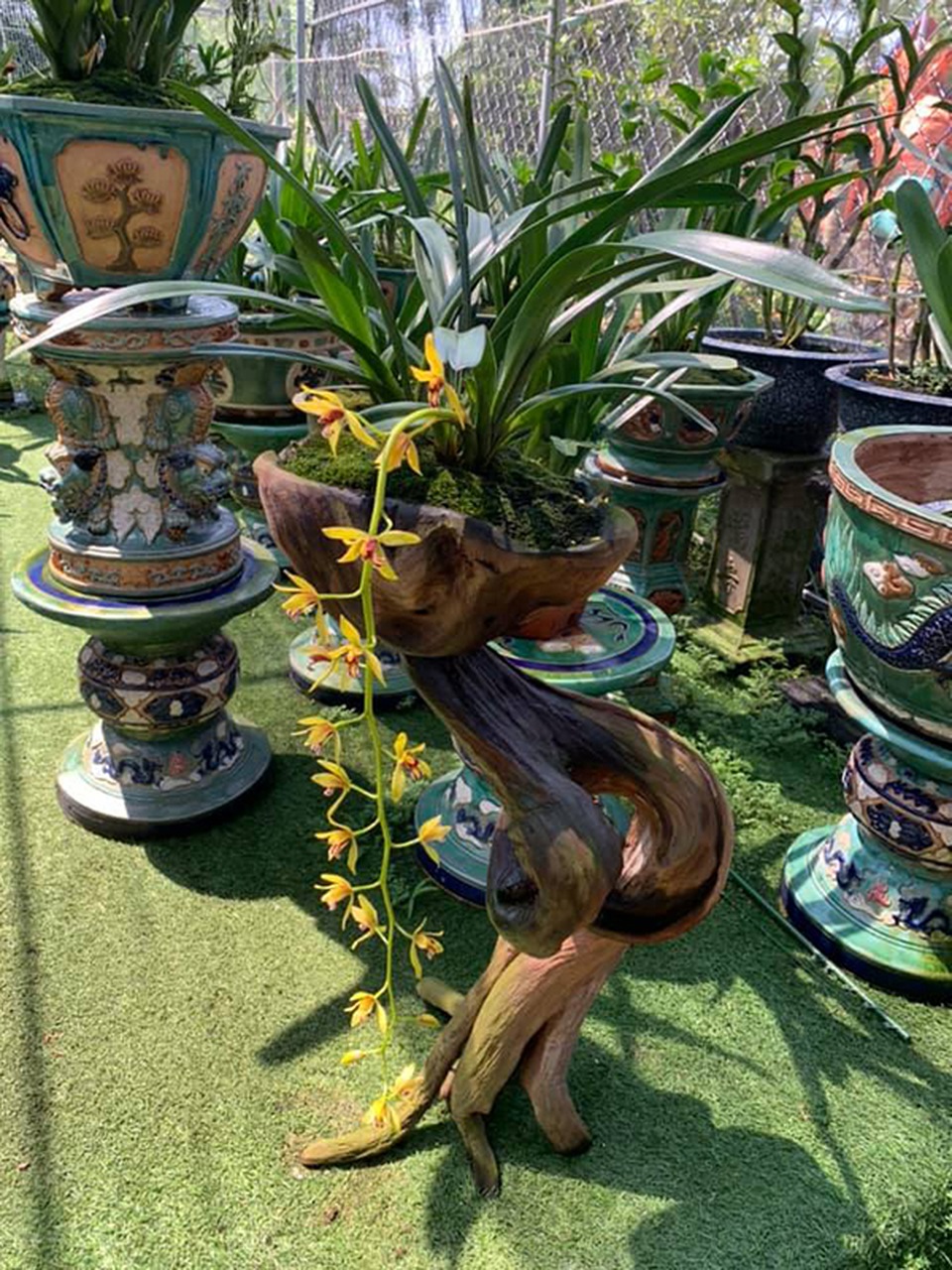 Người dân tăng công, mất sức vì sợ lan quý chết giữa nắng nóng - 10 Người dân tăng công, mất sức vì sợ lan quý chết giữa nắng nóng - 10