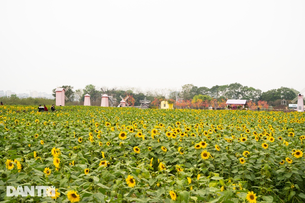 Rủ nhau sống ảo với vườn hoa hướng dương rộng 10.000 mét vuông ở Hà Nội - 3
