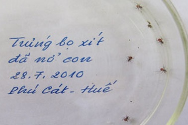 Huế: Trứng bọ xít hút máu đã nở con