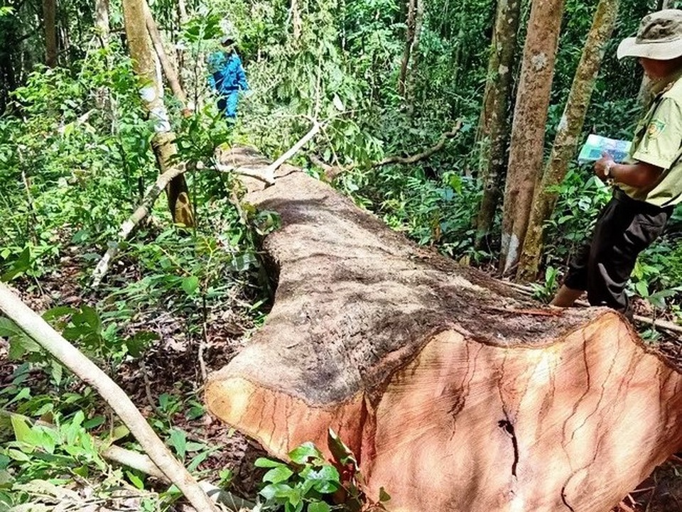 Điều tra các đối tượng cưa hạ 4 cây “khủng”, nghi trả thù cá nhân - 1 Điều tra các đối tượng cưa hạ 4 cây “khủng”, nghi trả thù cá nhân - 1