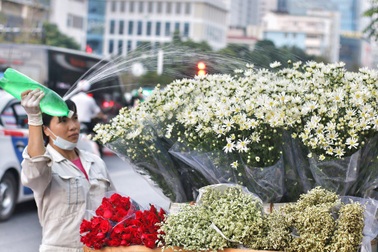 Ngắm cúc họa mi tinh khôi mang đông về khắp phố phường Hà Nội