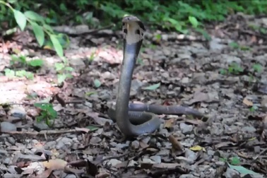 Một cá thể rắn hổ mang Trung Quốc ở tư thế tự vệ