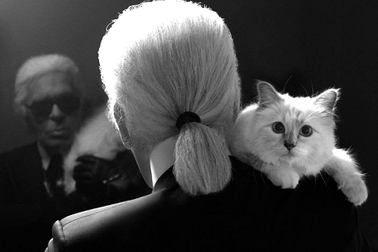 Câu chuyện về cô mèo kiếm được hơn 63 tỷ đồng/năm