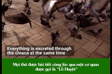 Tại sao phân chim lại có màu trắng?