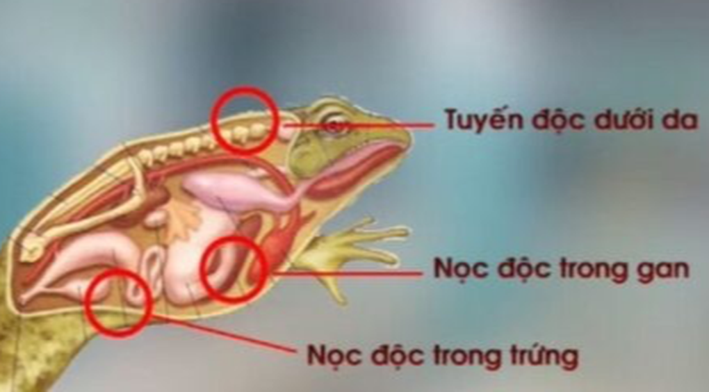 Liên tiếp ca ngộ độc thịt cóc: Chất độc chi chít ở da, nội tạng, trứng - 1