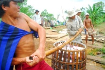 Chuyện con cá tra: Doanh nghiệp “mắc cạn”, công nhân điêu đứng