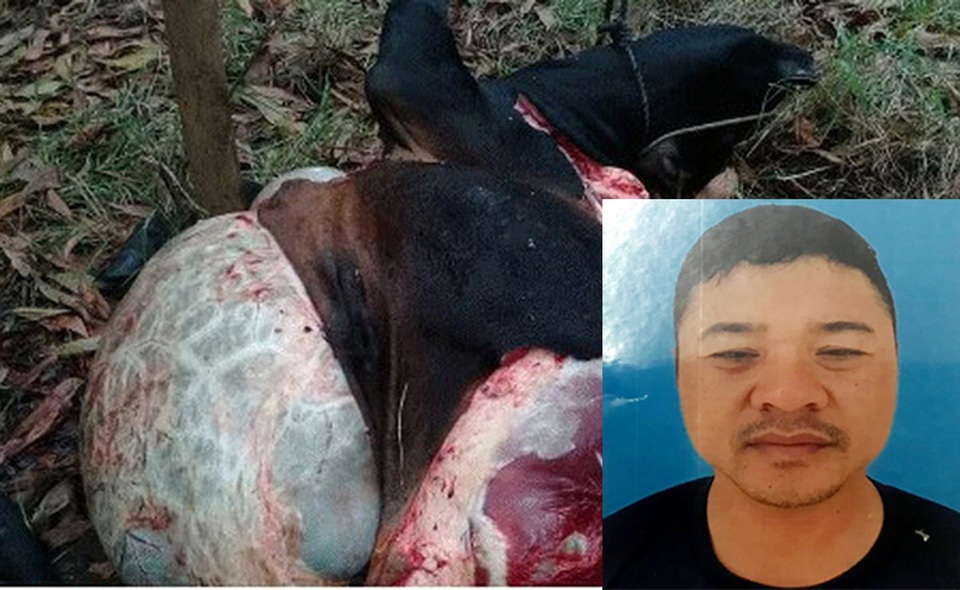 Dùng súng cồn tự chế bắn chết trâu bò thả rông bán lấy tiền ăn chơi - 1 Dùng súng cồn tự chế bắn chết trâu bò thả rông bán lấy tiền ăn chơi - 1