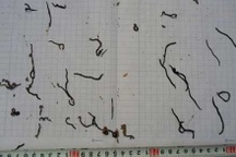 Dân hoang mang vì “sinh vật lạ”