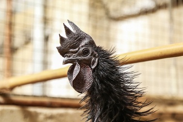 Gà "mặt quỷ", gà khổng lồ: Hàng độc, "giá khủng", đại gia săn lùng ăn Tết