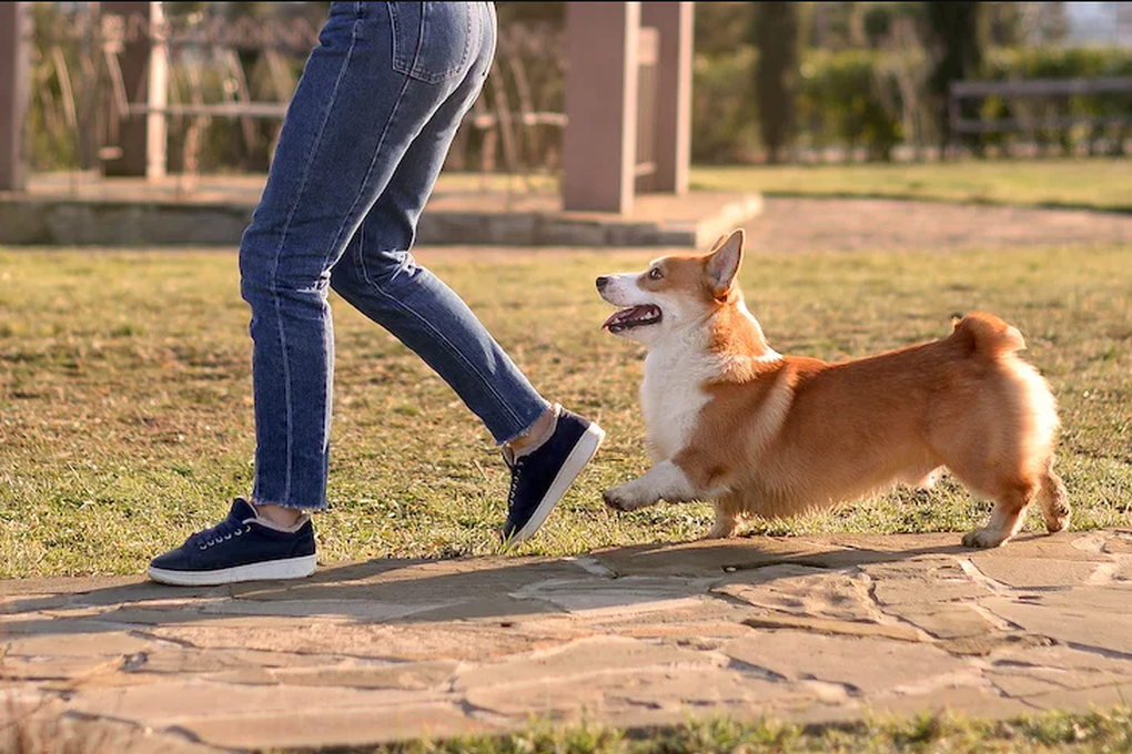 Vì sao chó phóng uế ngoài đường, câu trả lời sẽ khiến bạn bất ngờ - 2 Vì sao chó phóng uế ngoài đường, câu trả lời sẽ khiến bạn bất ngờ - 2