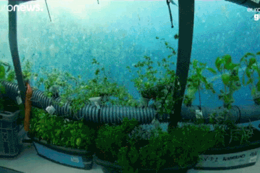 Bất ngờ trang trại rau xanh tốt dưới đáy biển