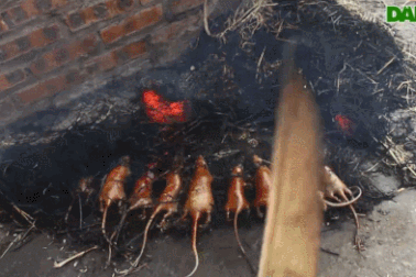 Kỳ lạ làng “nghiện” ăn thịt chuột ở Hà Nội, trẻ em và phụ nữ đều thích mê